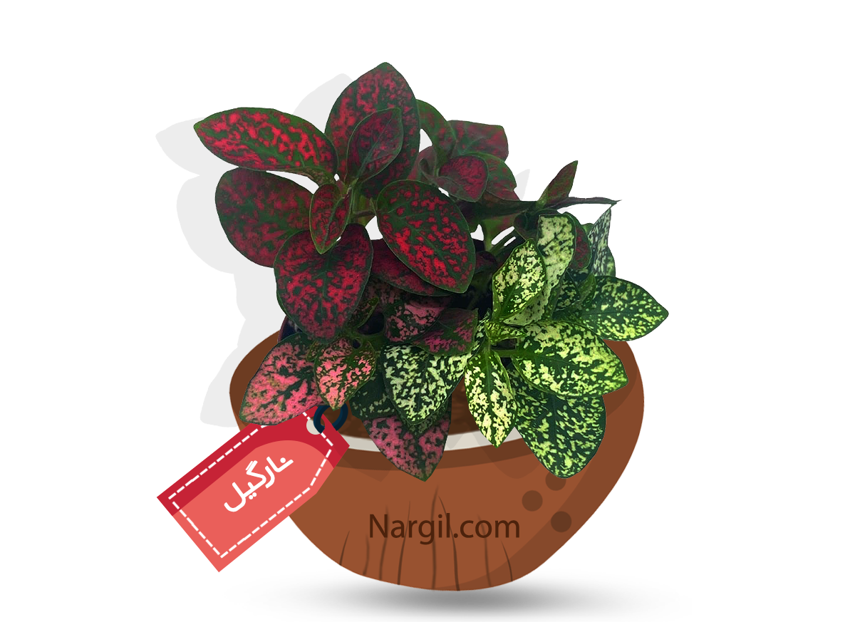  Nargil - polka dot plant